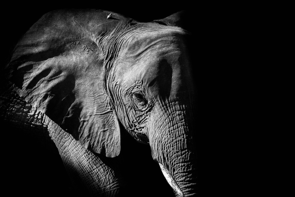 African Elephant BW