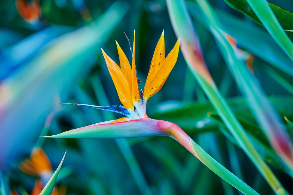 Bird of Paradise flower