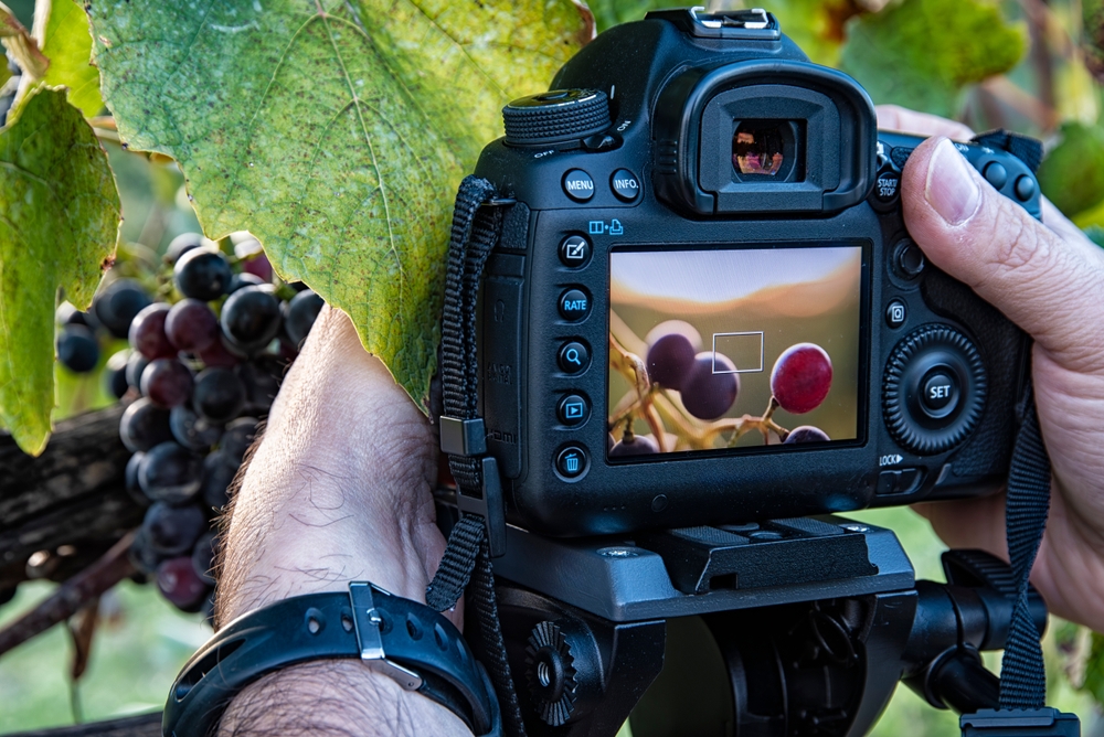 Camera focusing on grapes
