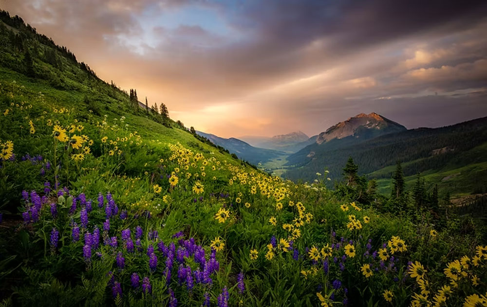 dan ballard crested butte flowers