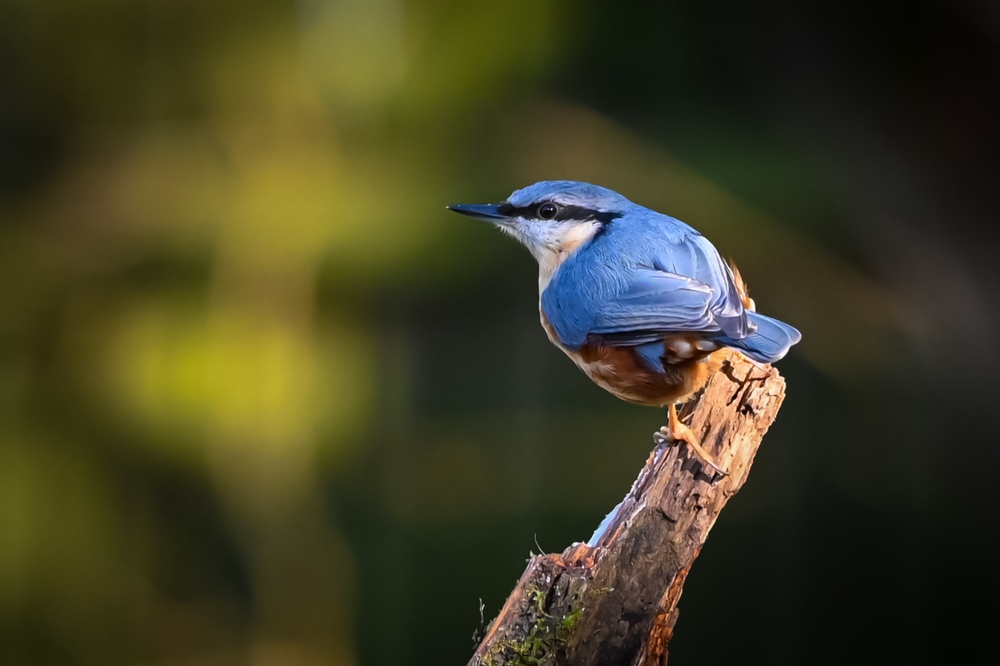Nuthatch Bird