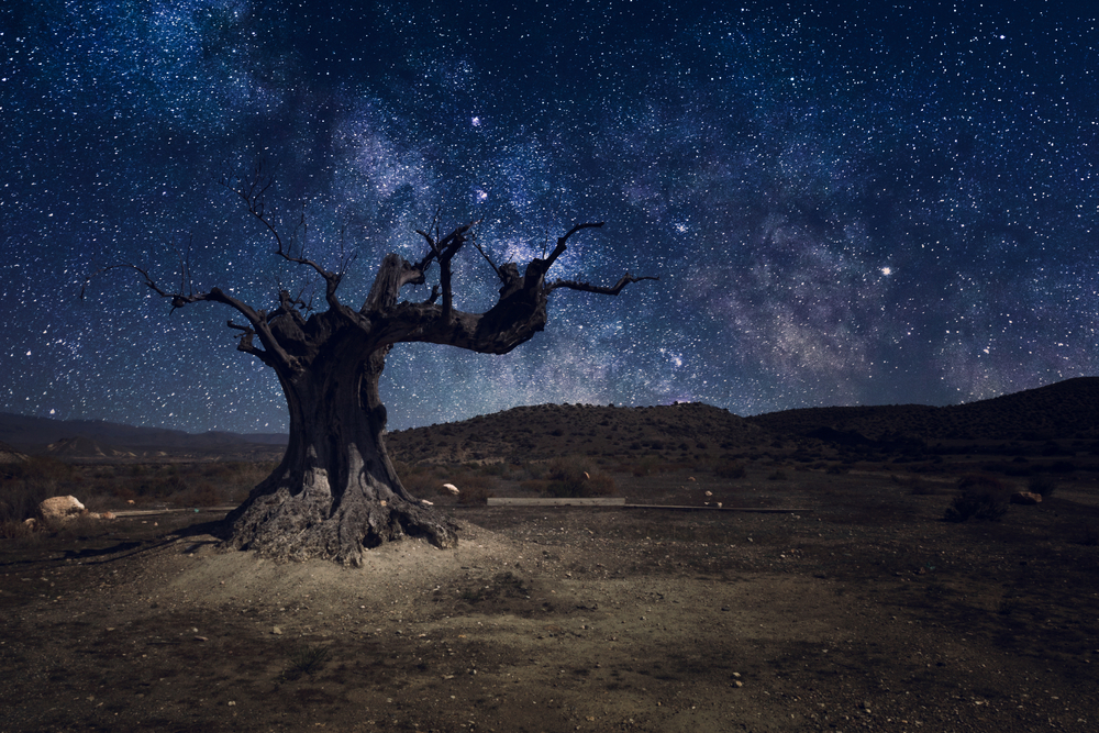 Stars and milky way with lonely tree