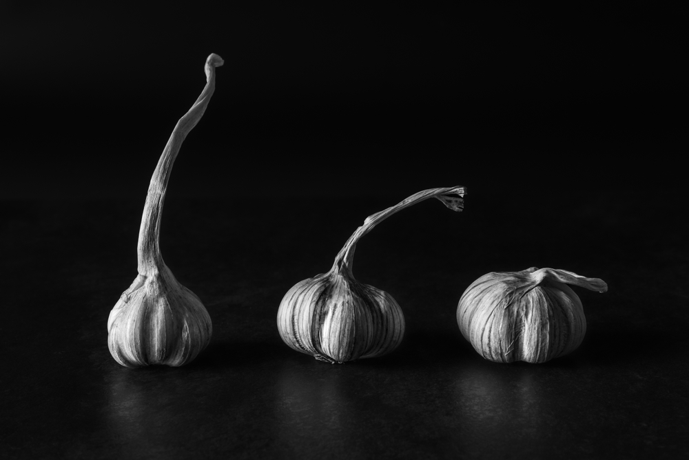 still life with three heads of garlic