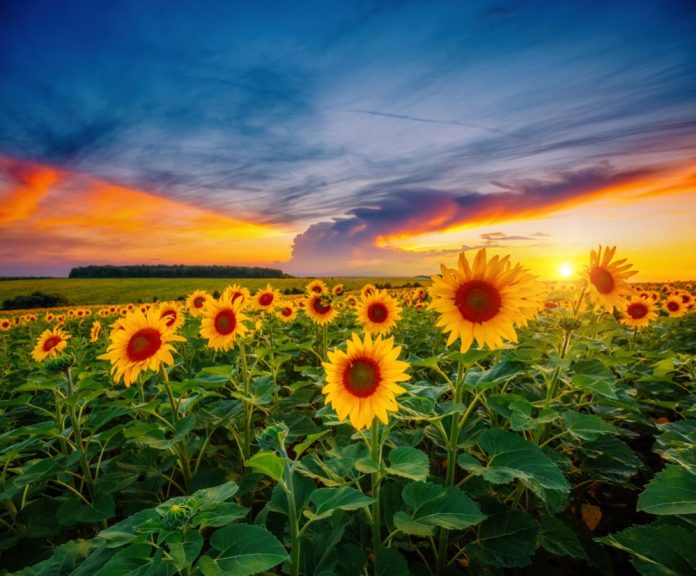 sunflowers at sunset