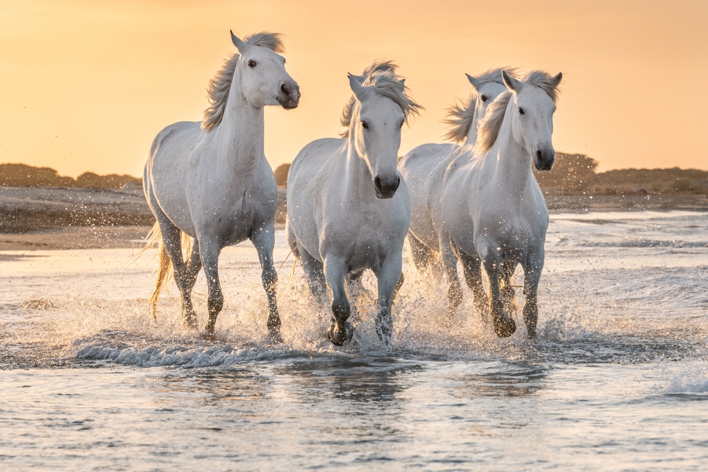 white horses of france