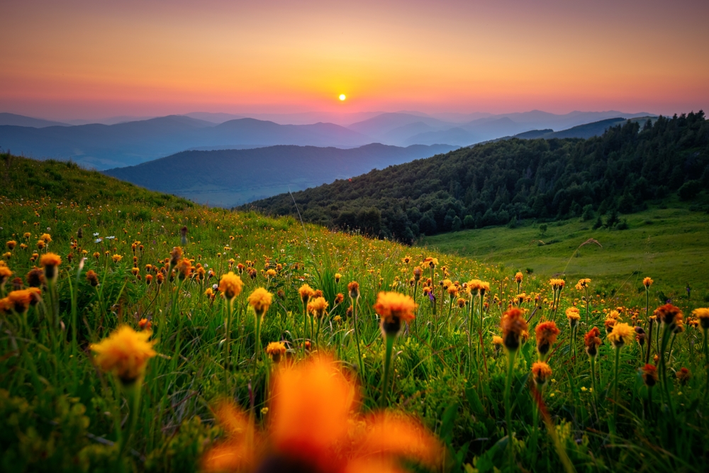 wildflowers in the mountains at sunset